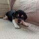 AKC Dachshund Puppies