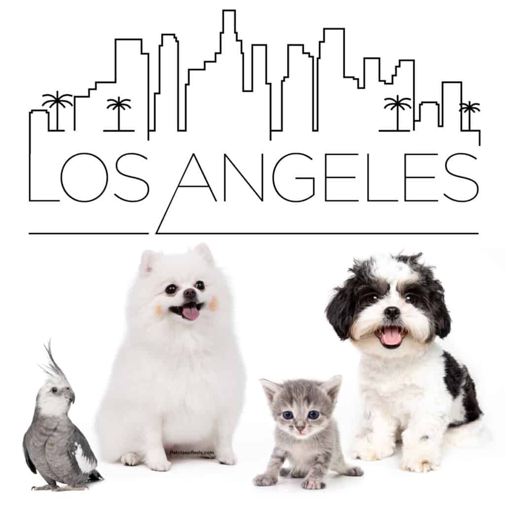 Pets for Sale Los Angeles