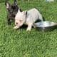 French Bulldog puppies looking for a forever home.