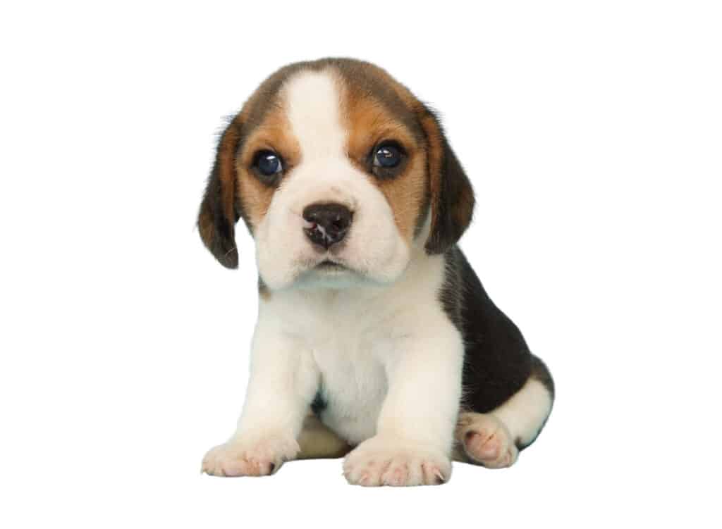 Pocket Beagle for Sale