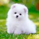 We have the perfect Pomeranian puppies for sale!