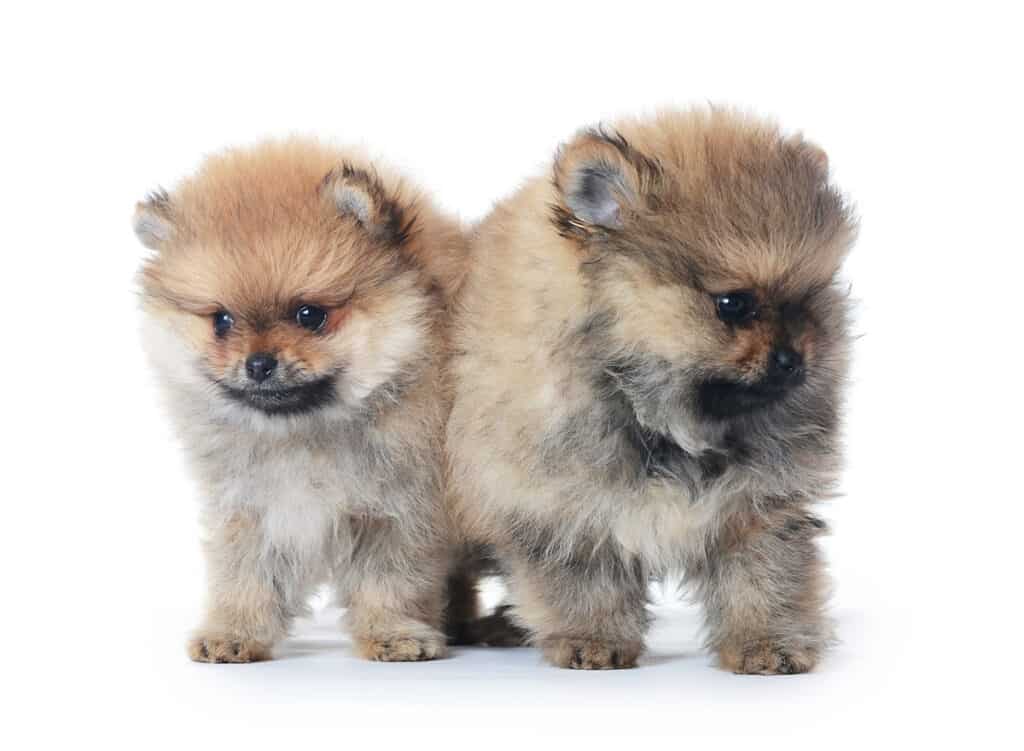 Pomeranian-puppies-for-sale