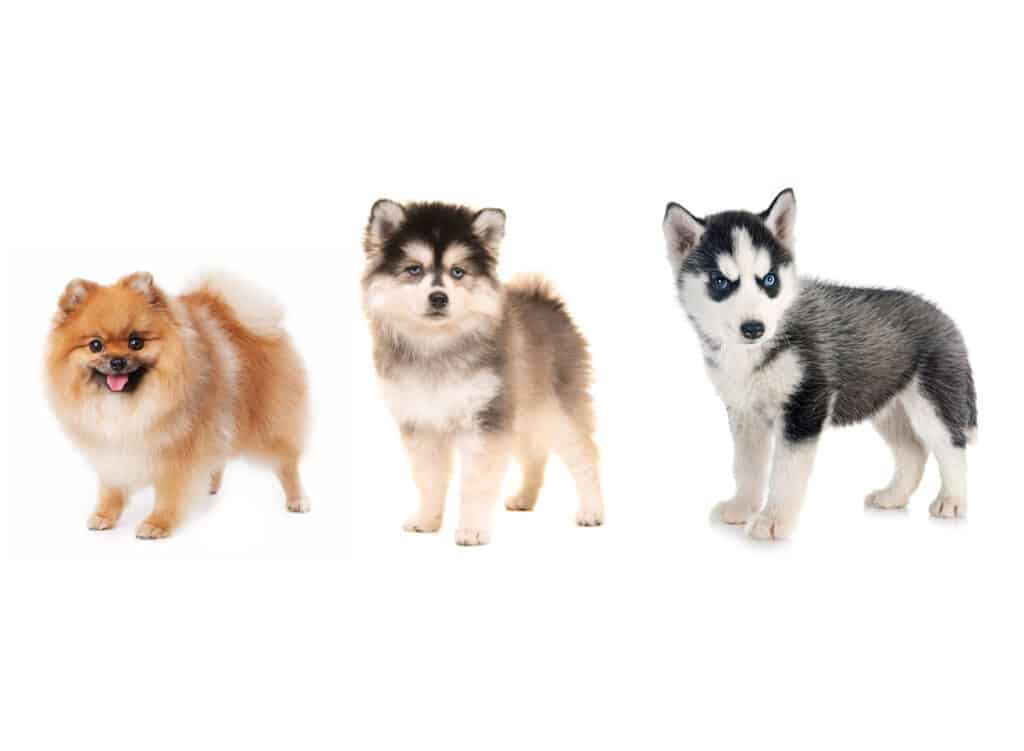 Pomeranian vs Pomsky vs Sibirian Husky