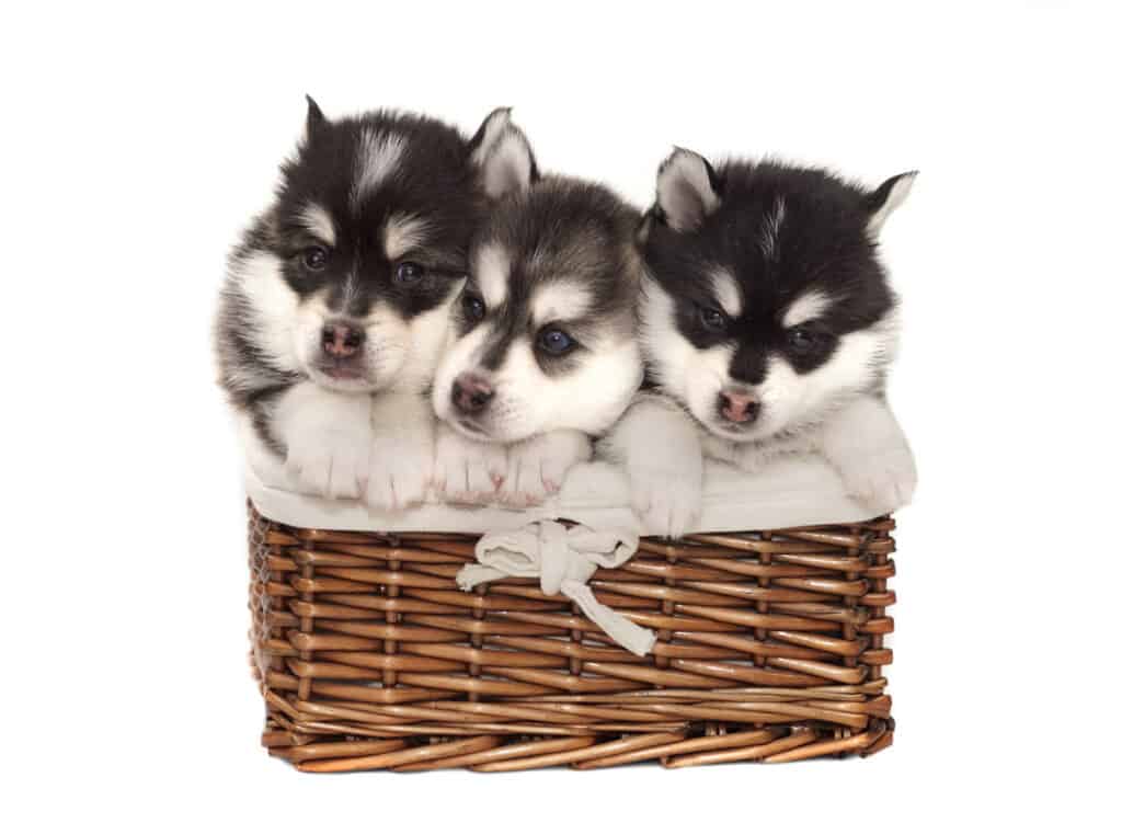 Pomsky Puppies for Sale