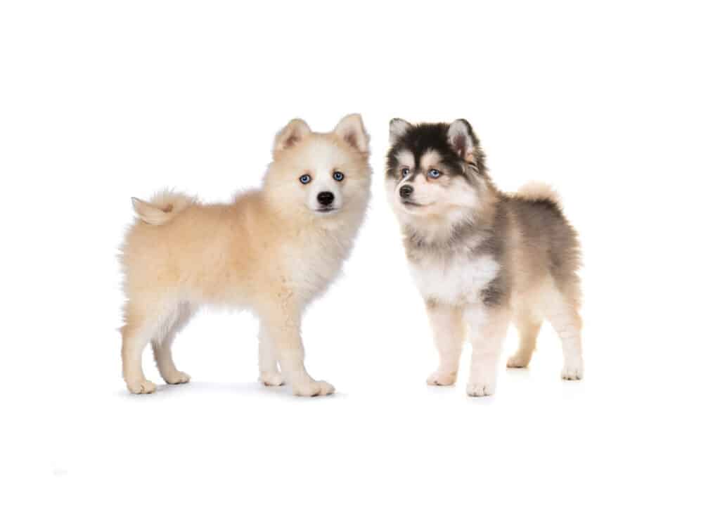 Pomsky for Sale