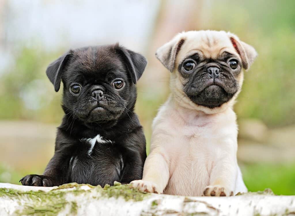 Pug-Puppies-for-Sale