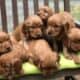Golden Irish Puppies (Red Retriever) available