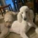 F1b Labradoodle Black Collar