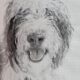Standard F1b Sheepadoodle Puppies