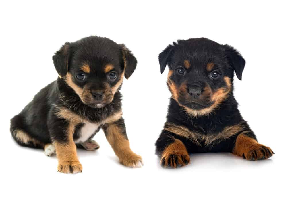 Rottweiler-Puppies-for-Sale