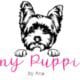 Morkie puppies for sale