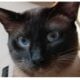 Siamese kittens – purebred Traditional Applehead