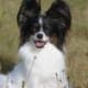 AKC Registered GR CH Sired Papillon puppies