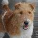 AKC Wire Fox Terrier Puppies