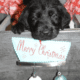 Labradoodles