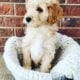 Miniature Goldendoodles