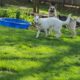 German Shephard puppies