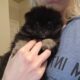 Poppy
