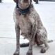 German shorthair pointer puppies