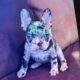 Male Frenchy Bulldog