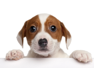 Sell Dog or Sell Puppies online
