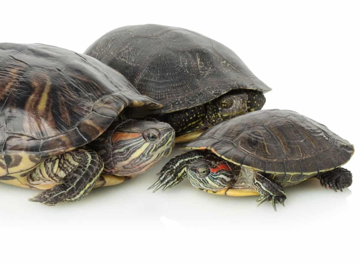 Turtles for Sale - Latest Pet Ads | PetClassifieds.com