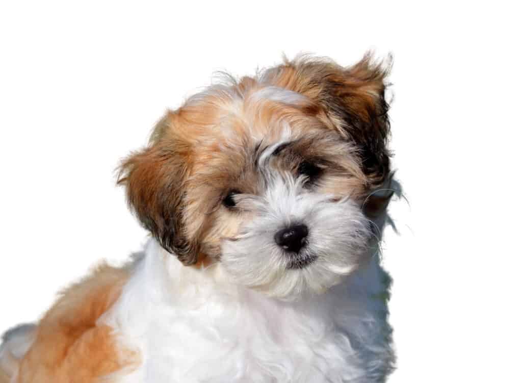 Shichon for Sale