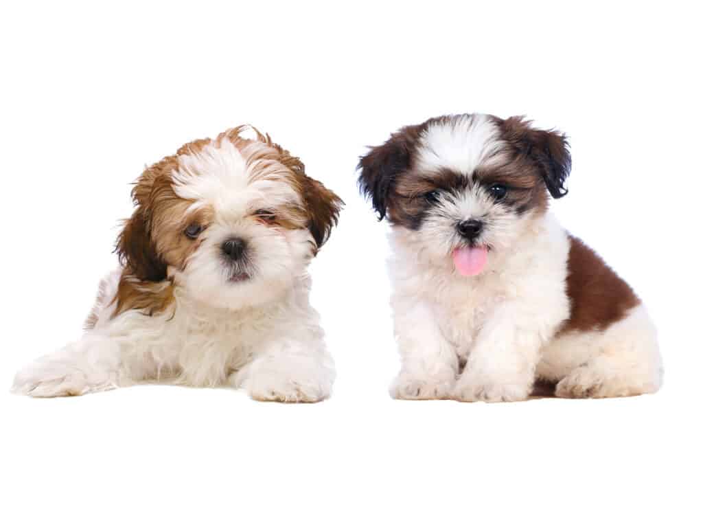 Shih Tzu Puppies for Sale