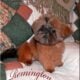 Shih Tzu, Red Male, Parents AKC & DNA Helth tested