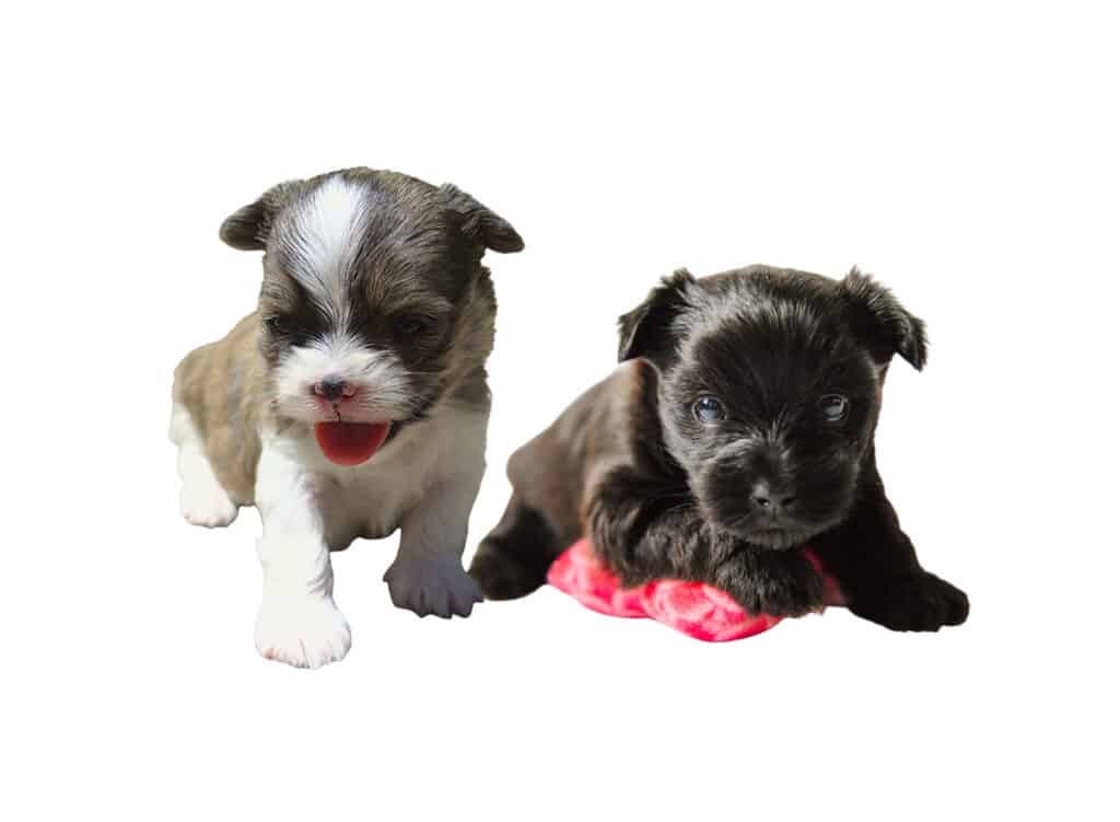 Shorkie Puppies for Sale