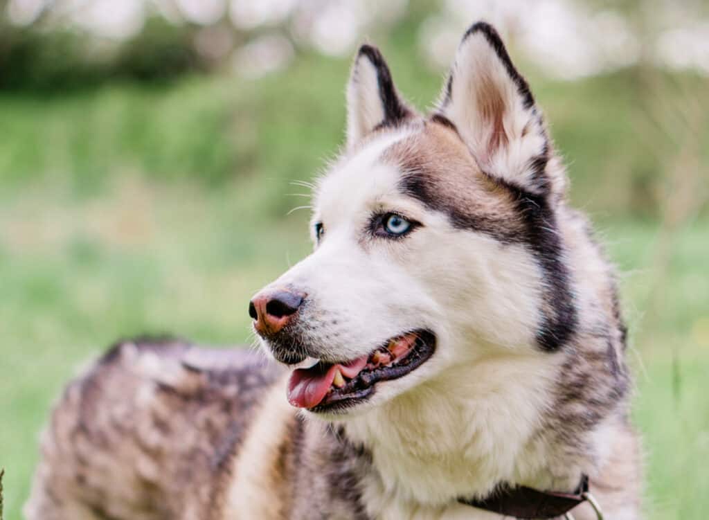 Siberian Husky