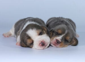 Silver Pocket Beagle Puppies for Sale