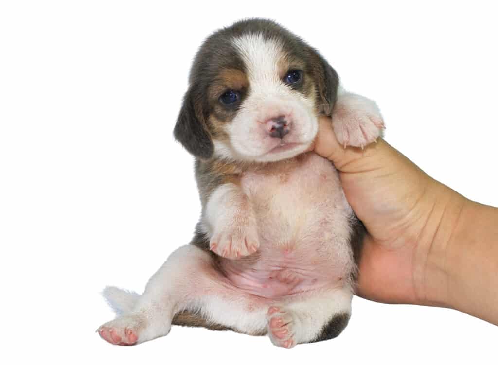 Silver Tri Color Teacup Beagle