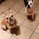 English Bulldog and French Bulldog Mix Puppies