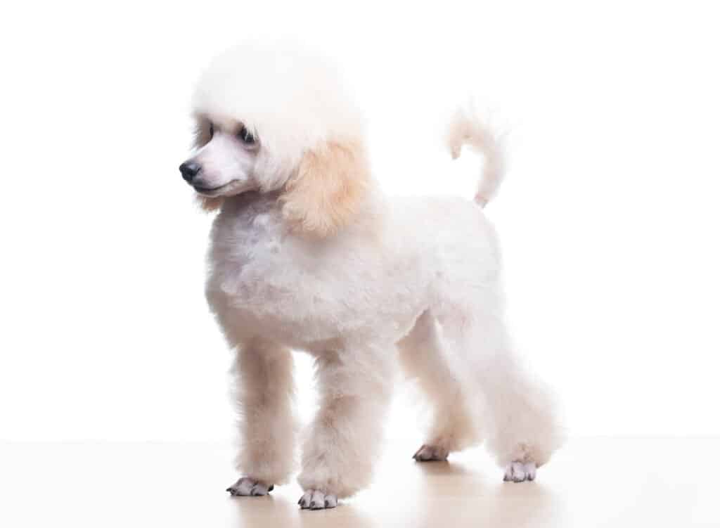 Standard Poodle for sale