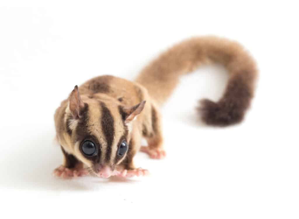 Sugar Glider