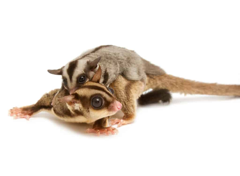 Sugar Gliders for sale