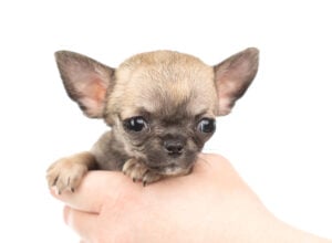 Teacup Chihuahua for Sale
