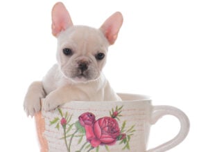 Teacup French Bulldog