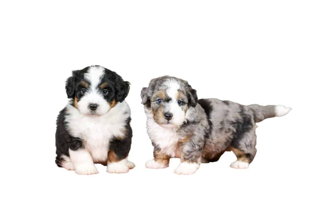 Tricolor Bernedoodle Puppies for sale