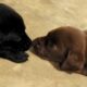 Chocolate Labrador puppies