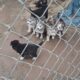 Alaskan shepherd puppies