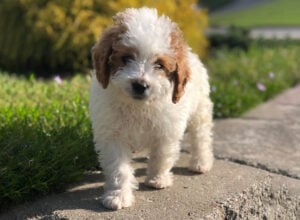 White and Apricot Mini Parti Goldendoodle