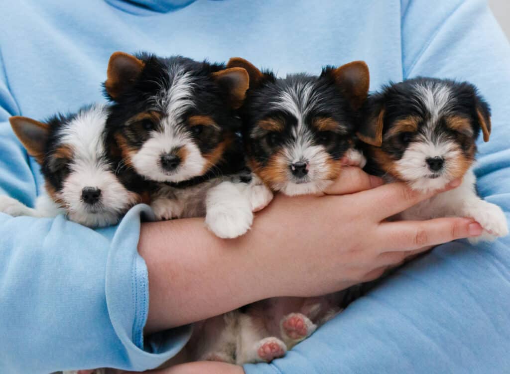 Yorkie-Puppies-for-Sale