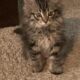 Ragdoll Maine coons mix kittens