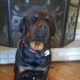 Rottweiler Stud ARDK and AKC registered male.