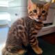 BENGAL KITTENS