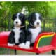 F1 Standard Bernedoodle Puppies Ready April 15th