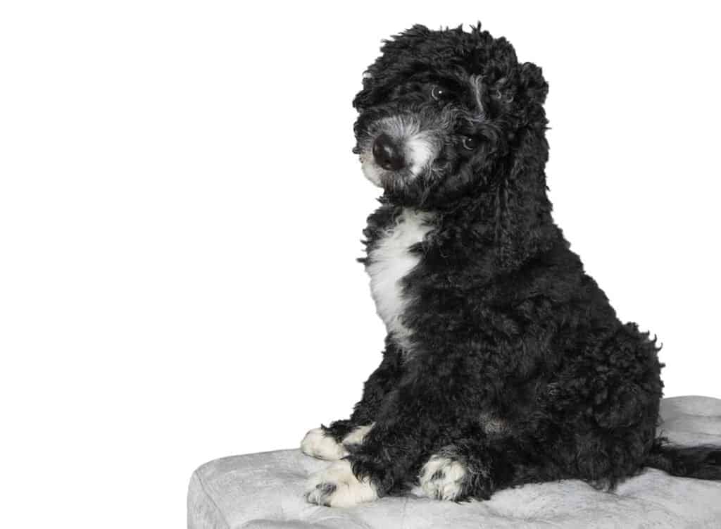 Black and white Bernedoodle for sale