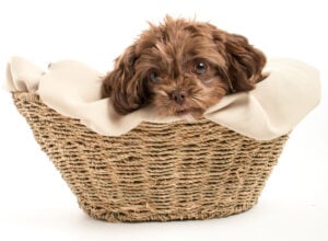 brown shih poo for sale